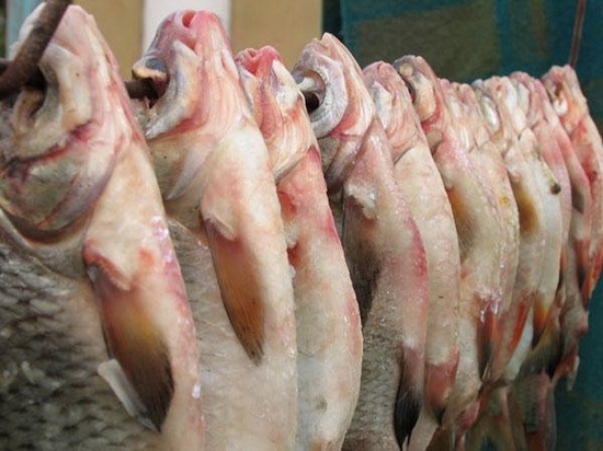 Тарань и плотва разница при рыбалке - информация о разновидностях рыб